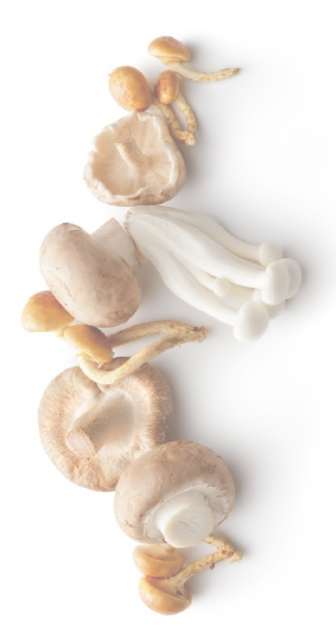Canbud - mushrooms