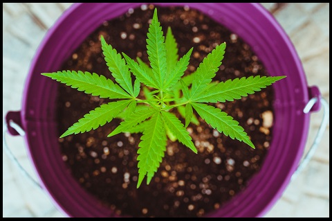 Purple potted cannabis plant